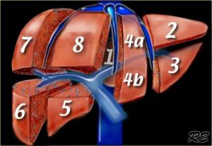 Liver segments (4b is the magic one for me)